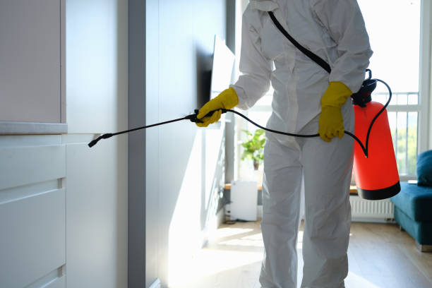 Best Basement Mold Remediation in Lampeter, PA