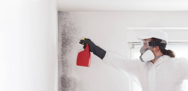 Best Post-Flood Mold Remediation in Lampeter, PA