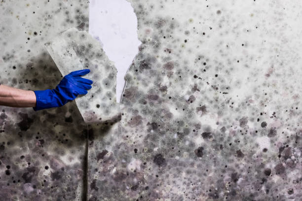 Best White Mold Remediation in Lampeter, PA
